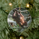 Search for orangutan christmas tree decorations Primate