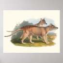 Search for tiger drawing posters Nature