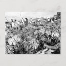 Search for vintage banana postcards Travel