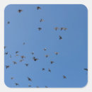 Search for flocked stickers Birds