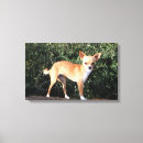 Search for chihuahua dog canvas prints Canine photographer