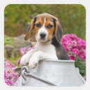 Search for cute beagle stickers Animal