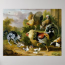 Search for rooster posters Cat