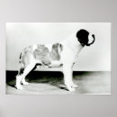 Search for bernards posters Canine