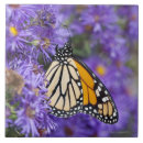 Search for aster tiles Nature