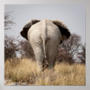 Search for rear view posters Animal