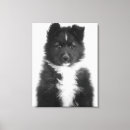 Search for mongrels Mixed breed dog