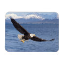 Search for haliaeetus magnets Wildlife