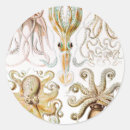 Search for vintage octopus illustration stickers Ernst haeckel
