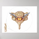 Search for backbone art Biomedical illustrations