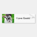 Search for goats bumper stickers Nanny