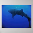 Search for whale shark posters Fish