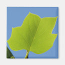 Search for poplar tree Flower