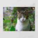Search for tree face horizontal postcards Cat