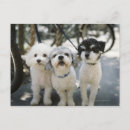 Search for conformation postcards Animal