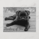 Search for missing you horizontal postcards Pug