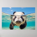 Search for pandas posters Animal