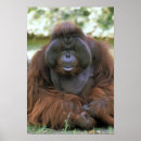 Search for orangutan posters Close up