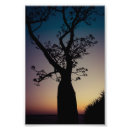 Search for boab tree Australia
