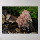 Search for fungus posters Forest