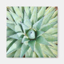 Search for agave magnets Cactus