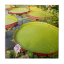 Search for lily pad tiles Pond