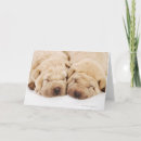 Search for lying down cards Domestic animals