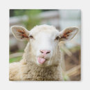 Search for pasture magnets Sheep