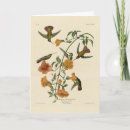 Search for mango cards Illustration