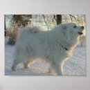 Search for pyrenees posters Great pyrenees dog