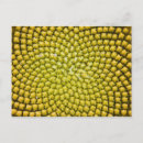 Search for annuus Pattern