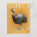Search for cassowary Australia