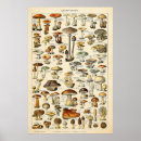 Search for vintage mushroom posters Botanical