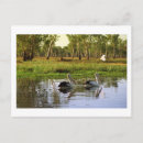 Search for pelicans postcards Nature