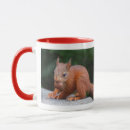 Search for nut with squirrel mugs Rodent