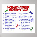 Search for norwich terrier Cute