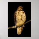 Search for hawk paintings posters Hawks