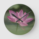 Search for lotus clocks Aquatic plant