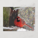 Search for birdwatching horizontal postcards Birder