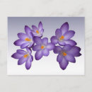 Search for crocus postcards Blossom