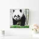 Search for panda bear art Animal wildlife
