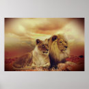 Search for african lion posters Cats