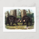 Search for audubon postcards Lithograph