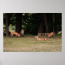 Search for outing posters Mammal