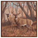 Search for whitetail Buck and doe