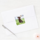 Search for chocolate labrador stickers Pet