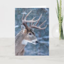 Search for buck christmas cards Wildlife
