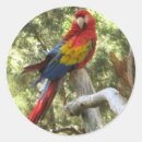 Search for red macaw stickers Animal