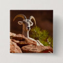 Search for sheep square badges Usa