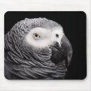 Search for african grey mouse mats Animal